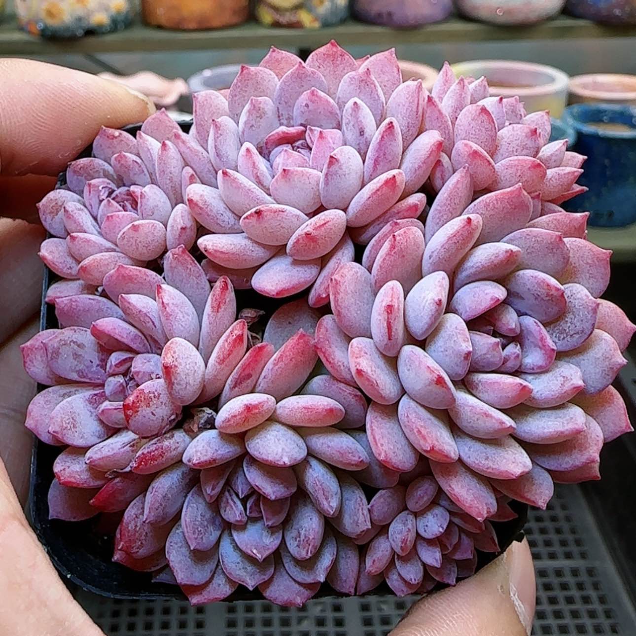 【闪购商品】红陶15cm以下0119-399