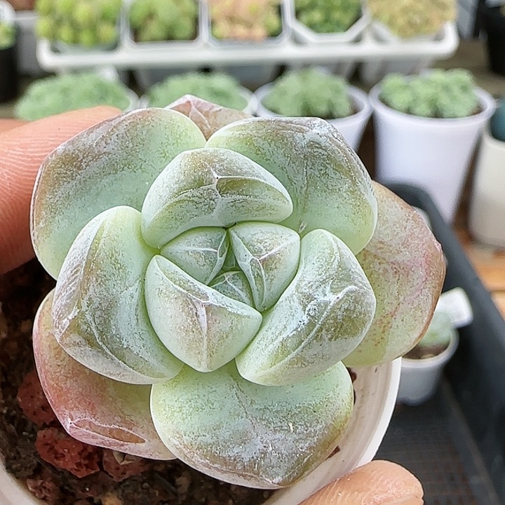 风花雪月0825-143