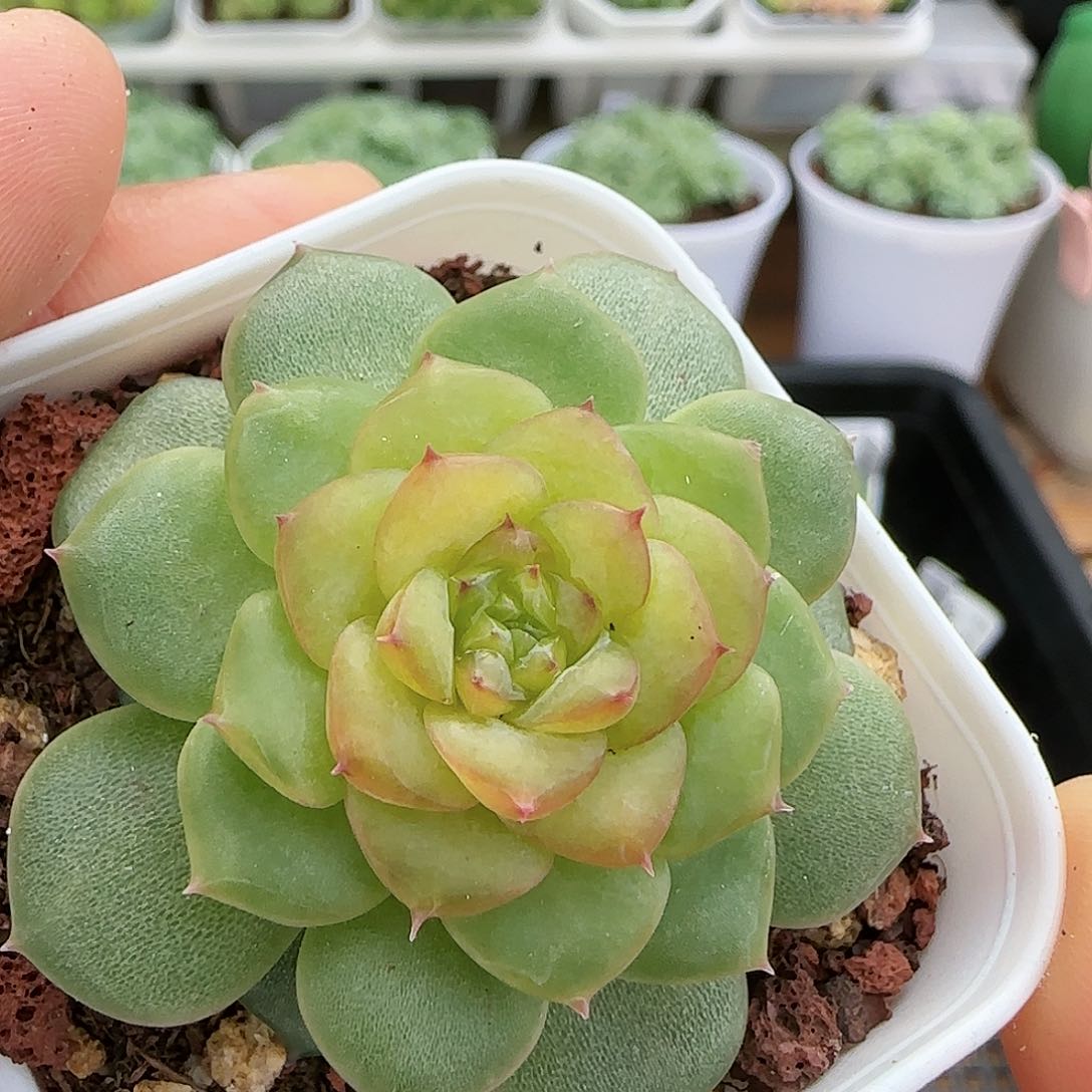 【闪购商品】0824-30糖心珍妮