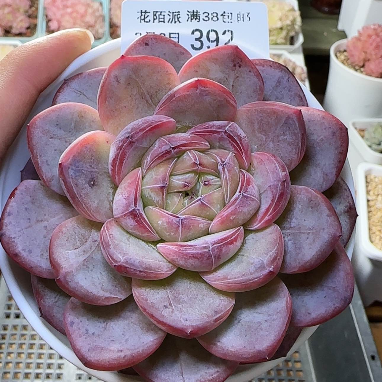 【闪购商品】红陶171cm(含)-200cm(含)鑫****80203-392星星珍妮