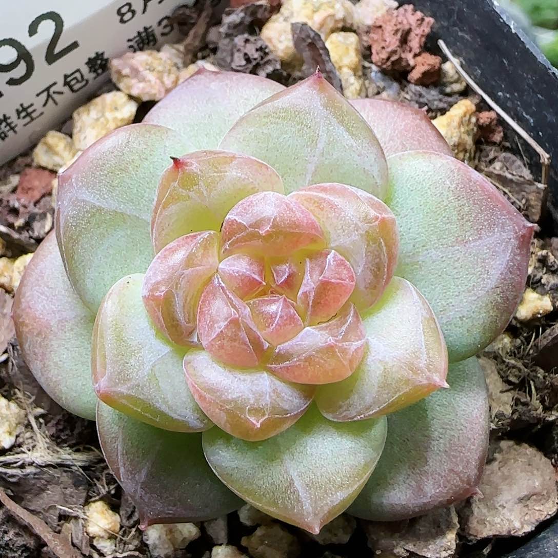 【闪购商品】0816-192天使珍妮