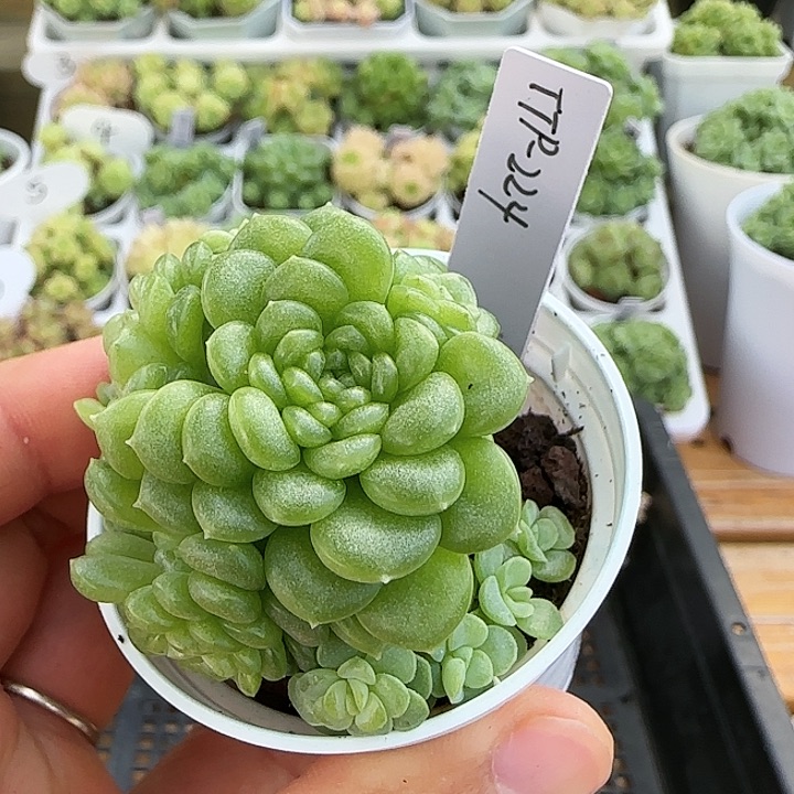 【闪购商品】0923-24（ttp-24）