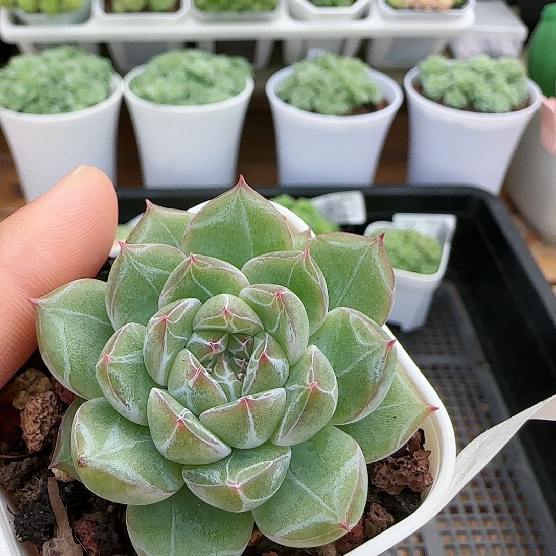 【闪购商品】0824-24雪花珍妮