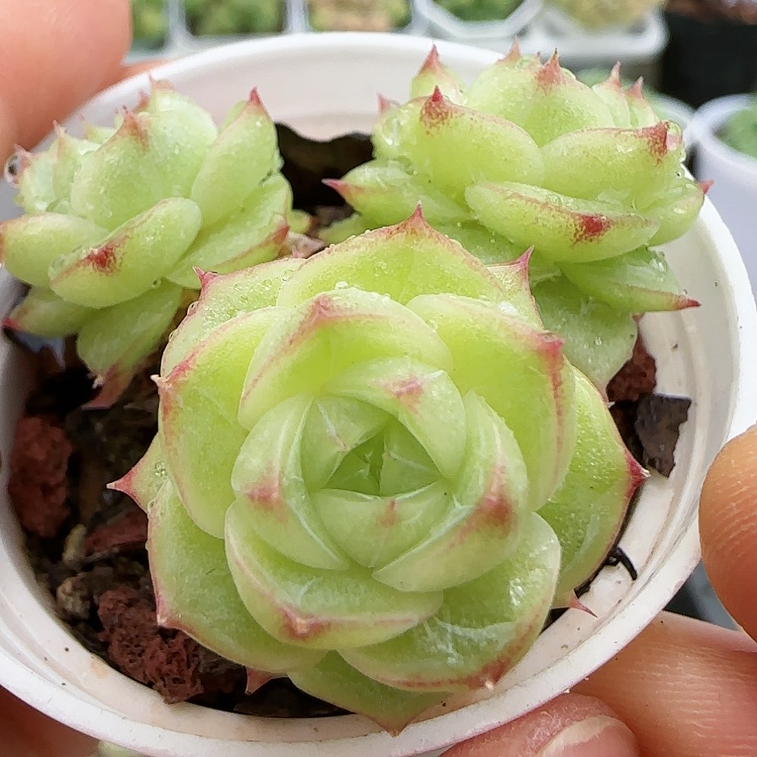 【闪购商品】0827-20边线麦杆