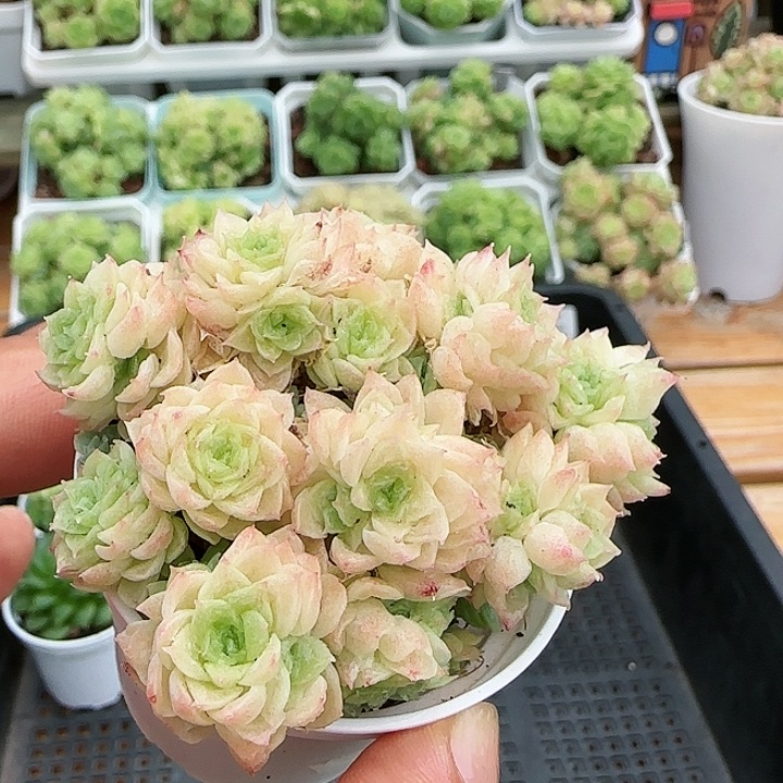 【闪购商品】0819-69樱花麦杆