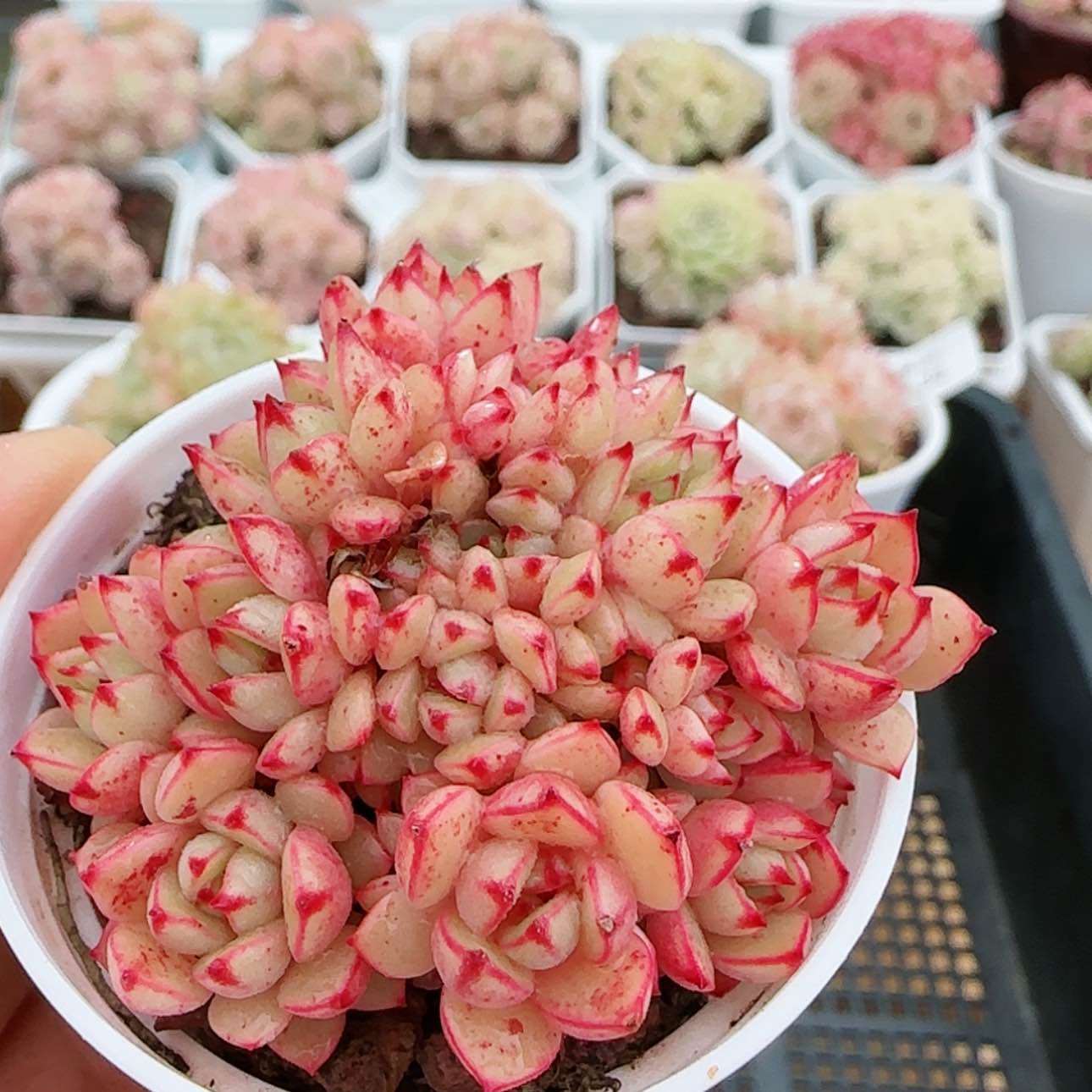 【闪购商品】红陶15cm以下0121-37甜茶