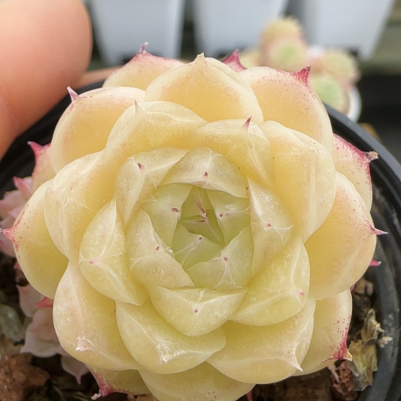 【闪购商品】0208-73透体优选麦秆