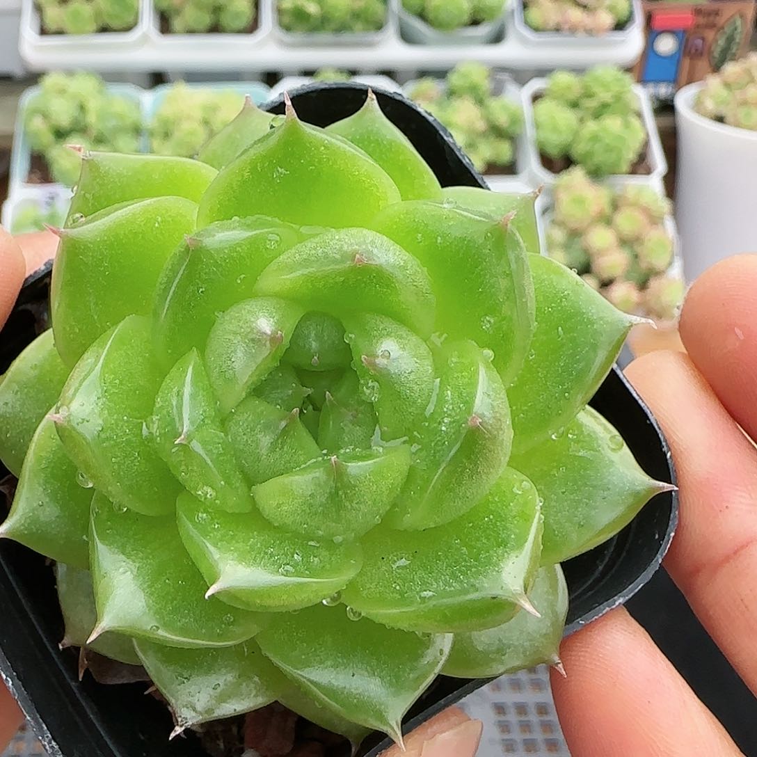 【闪购商品】0819-46油透麦杆