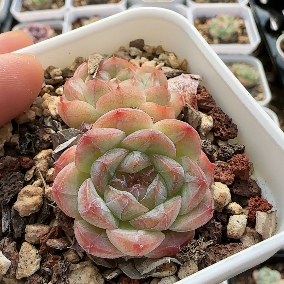 [闪购商品]0724-80钻石纹糖心