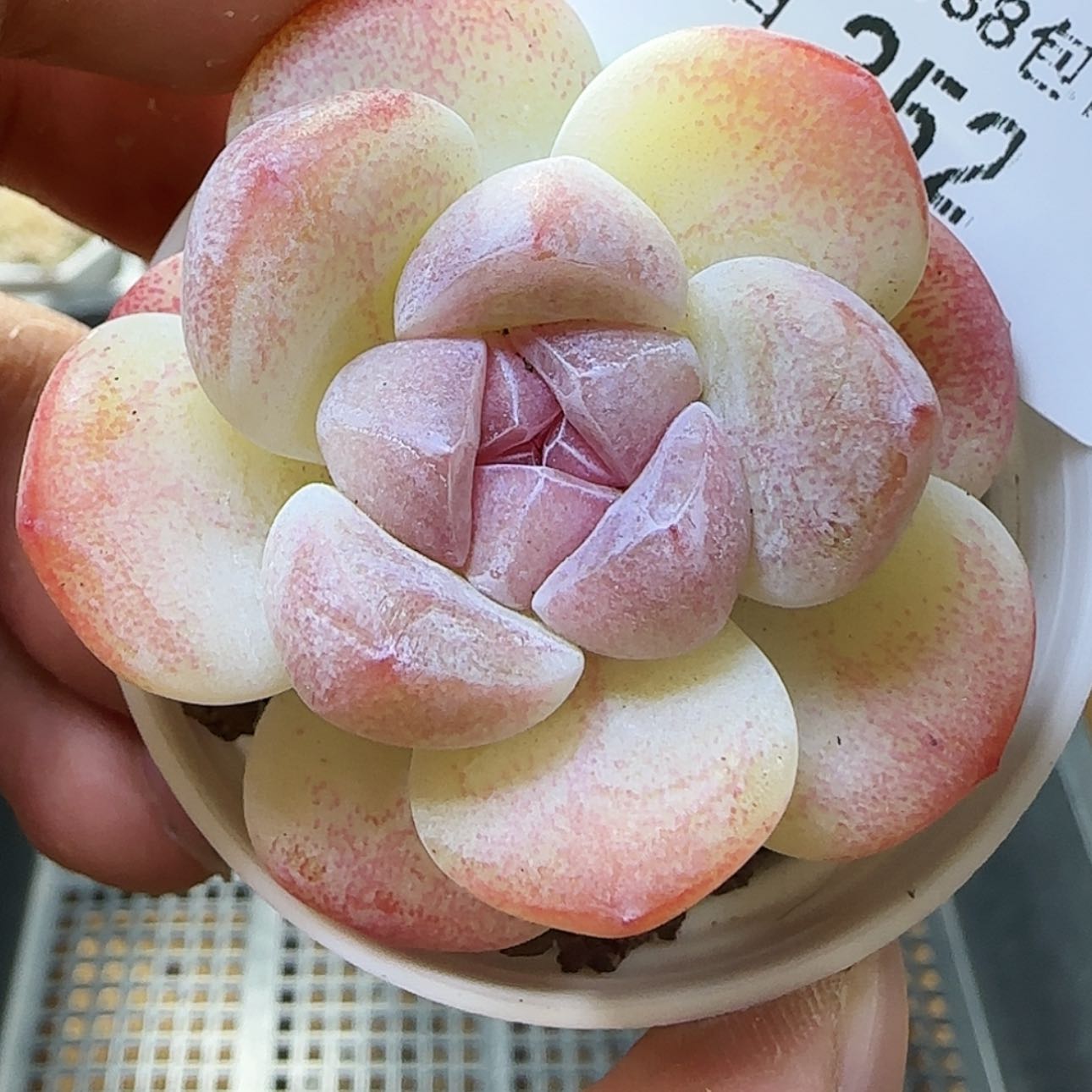 【闪购商品】0204-352冰玉