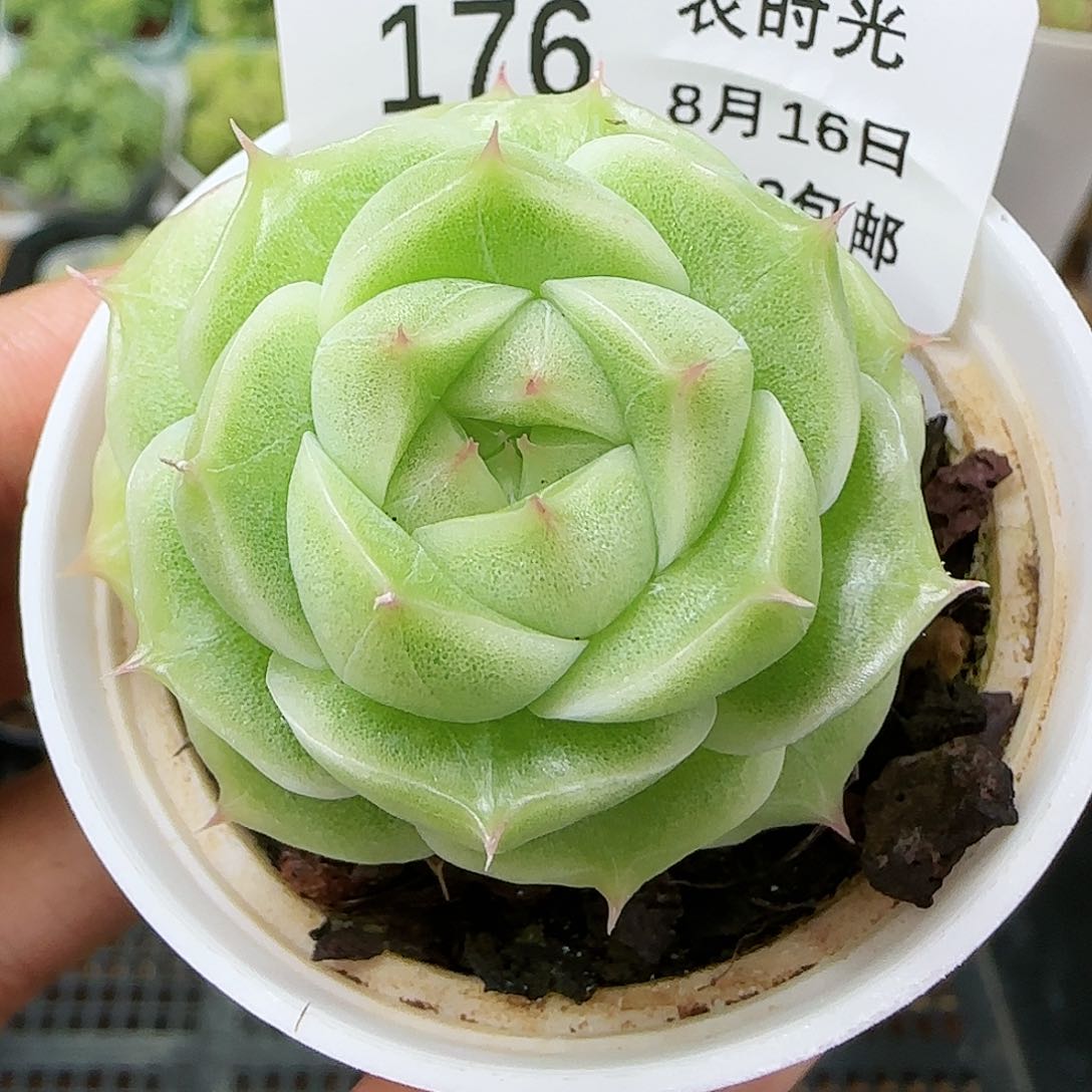【闪购商品】0816-176包子麦杆