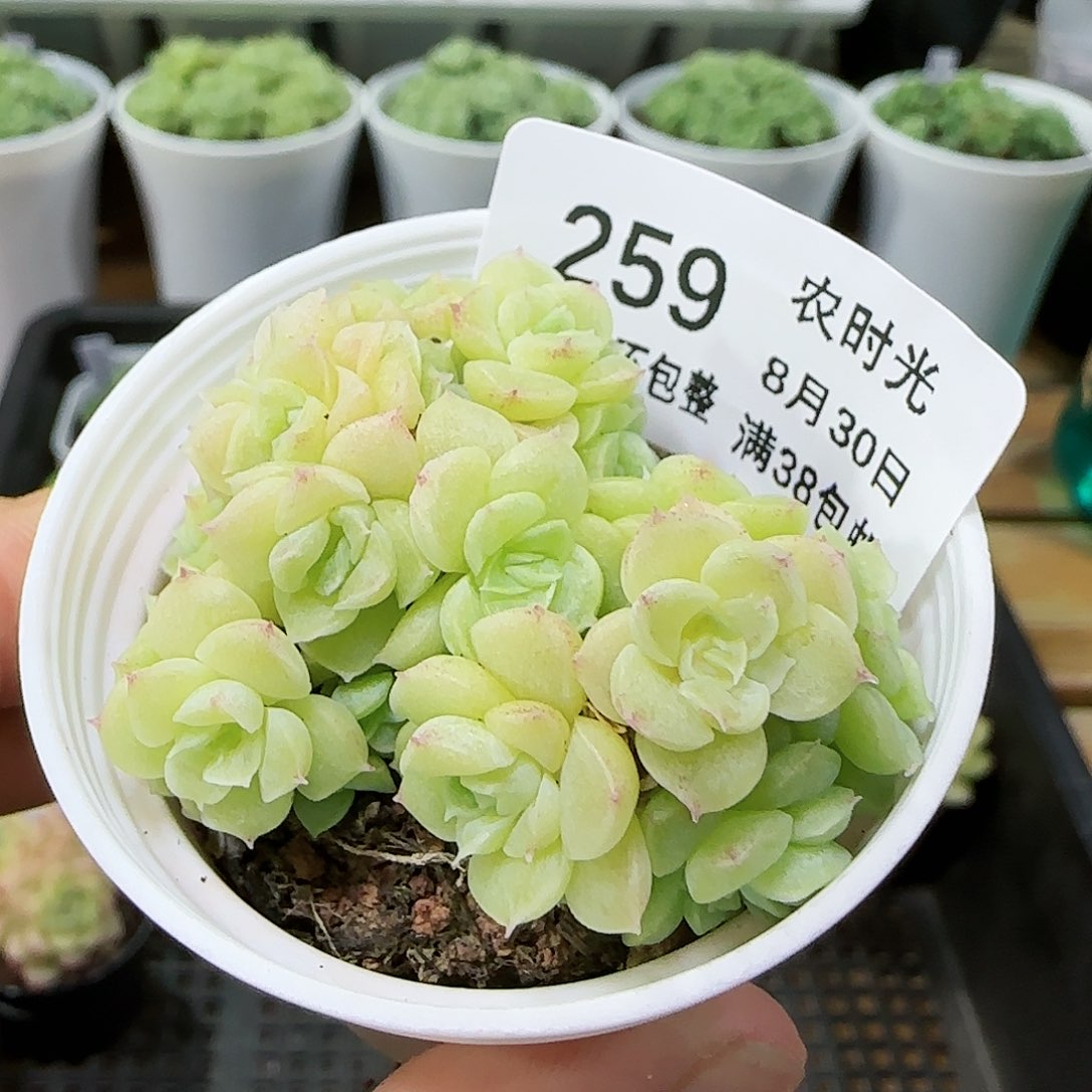 【闪购商品】0830-259珠光麦杆