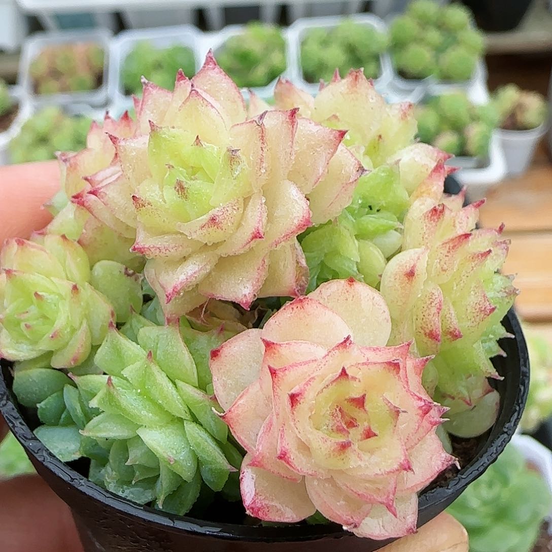 【闪购商品】0730-18樱花麦杆