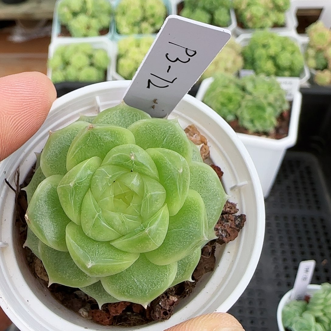阿***鱼【闪购商品】0818-286（p3-72）