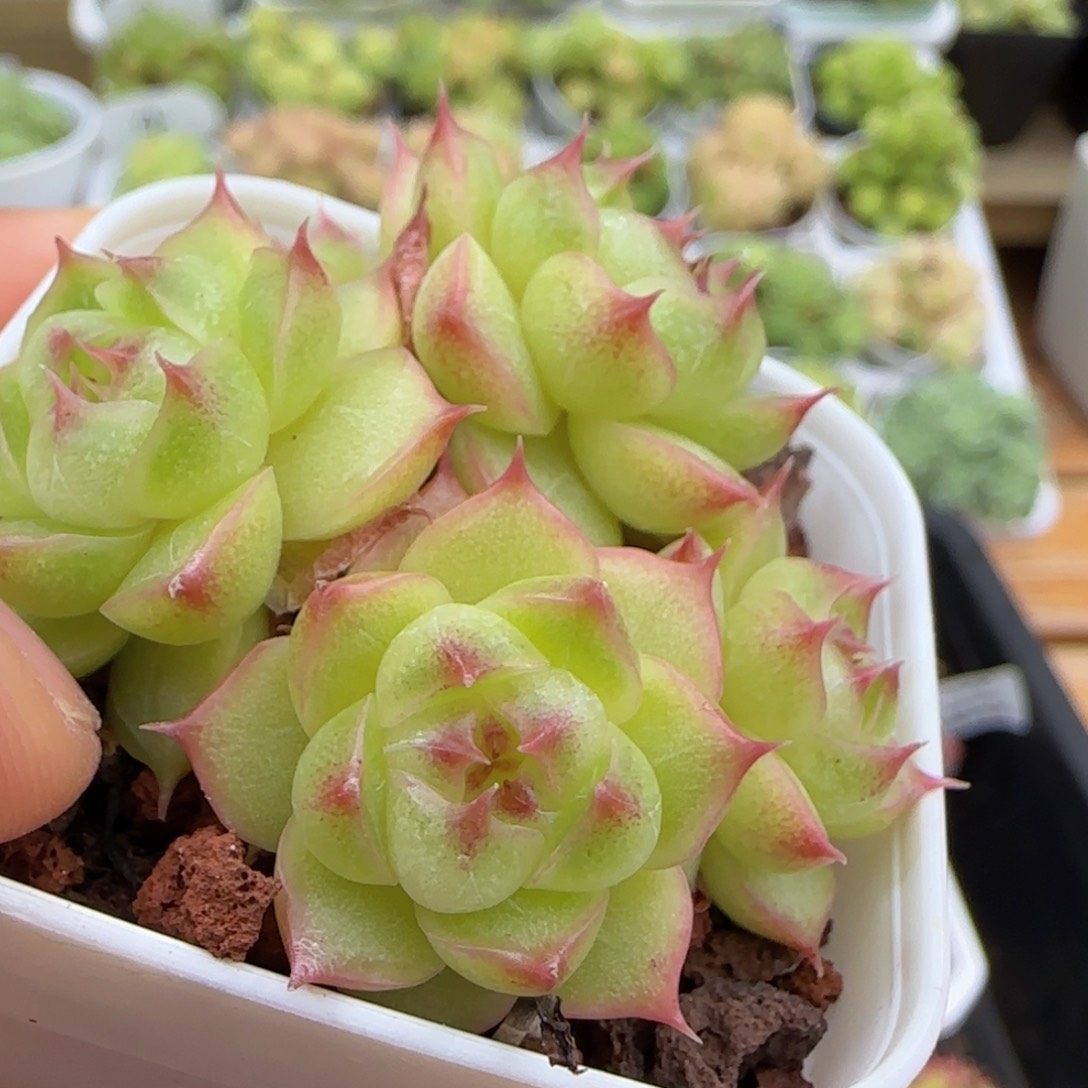 【闪购商品】0930-61糖心包子麦杆