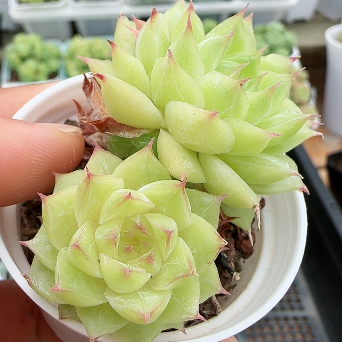 【闪购商品】0818-206