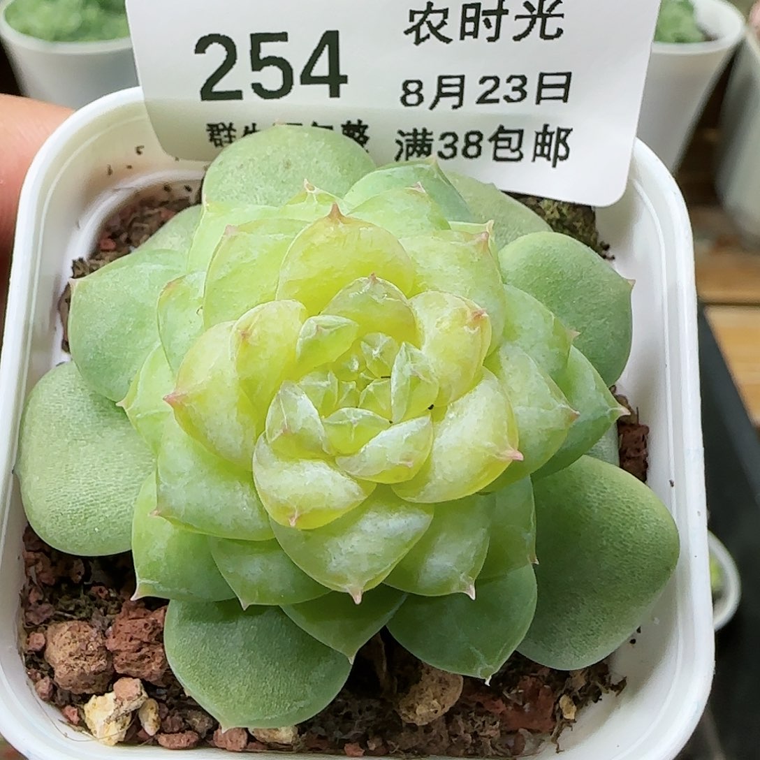 【闪购商品】0823-254糖心