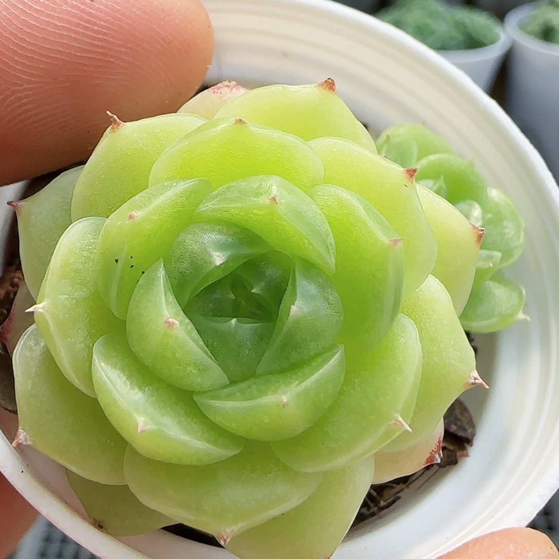 【闪购商品】0826-53散
