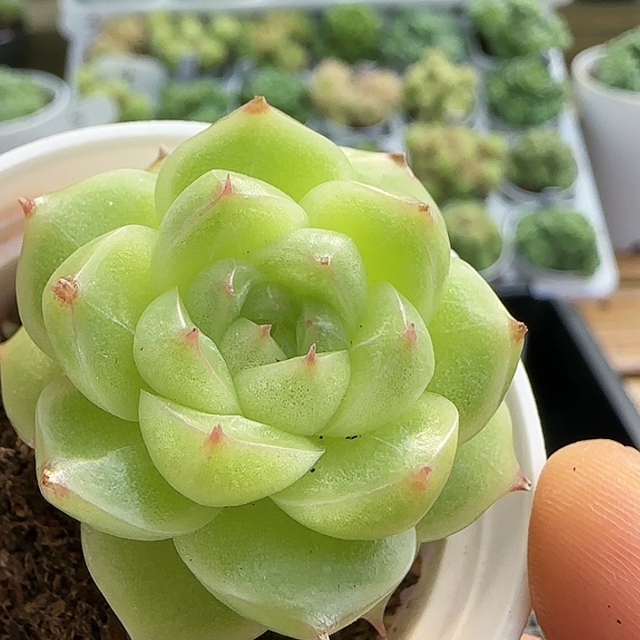 【闪购商品】0923-69山茶花麦杆