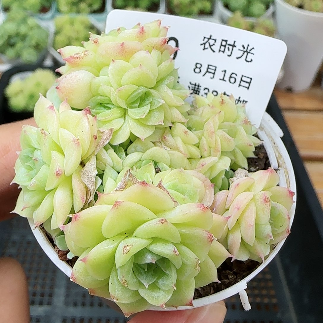 【闪购商品】0816-170花朵麦杆