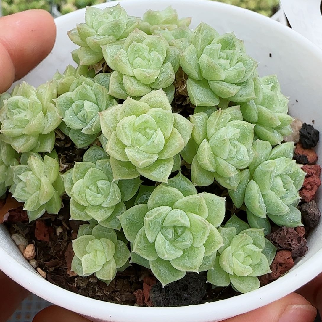 [闪购商品]0724-25花朵麦秆