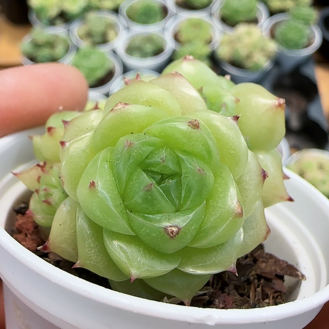 【闪购商品】0726-61包子麦杆