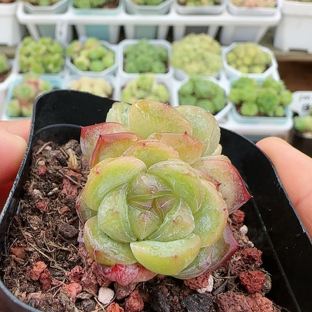 【闪购商品】0726-2星星珍妮