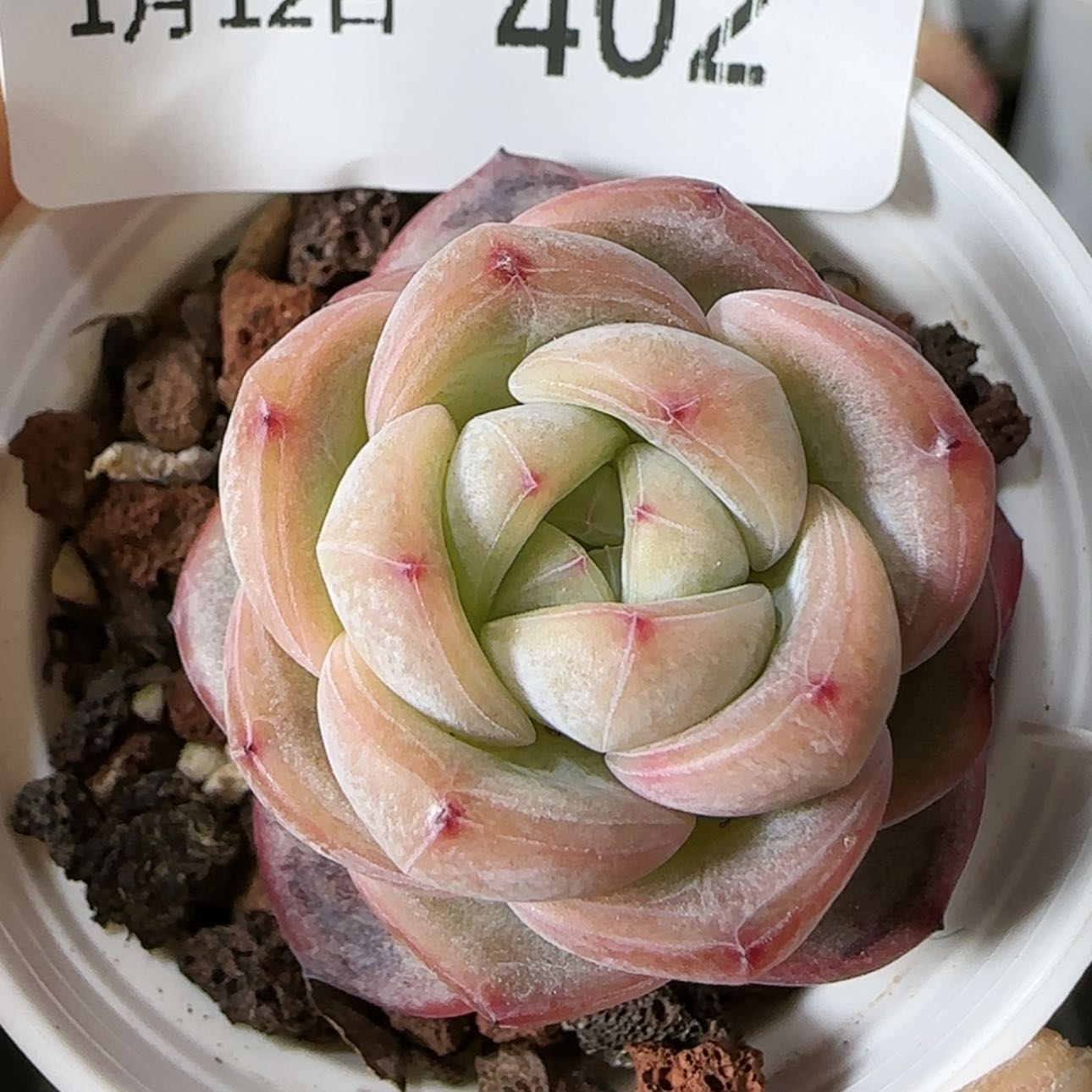 【闪购商品】0112-402星星珍妮