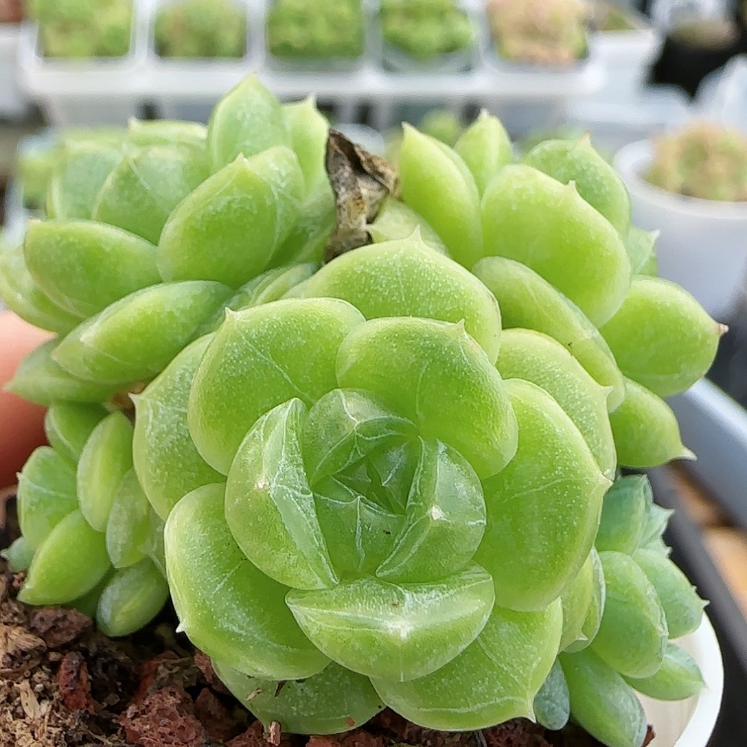 【闪购商品】0817-27糖心包子优选麦杆