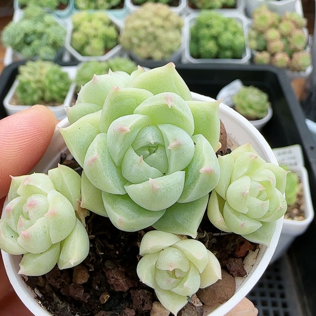 【闪购商品】0816-53包子麦杆