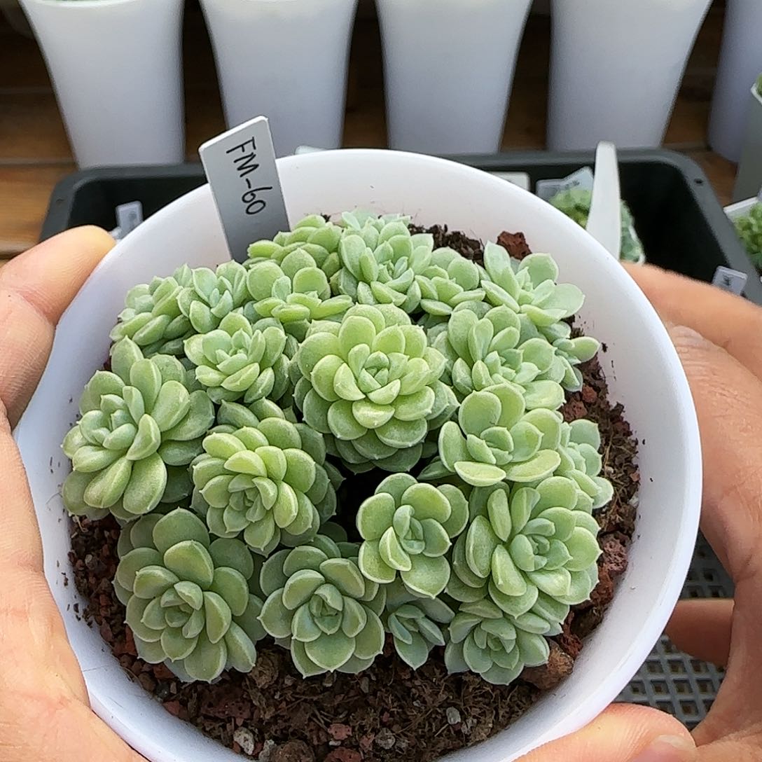 渔*【闪购商品】0901-30（fm-60）