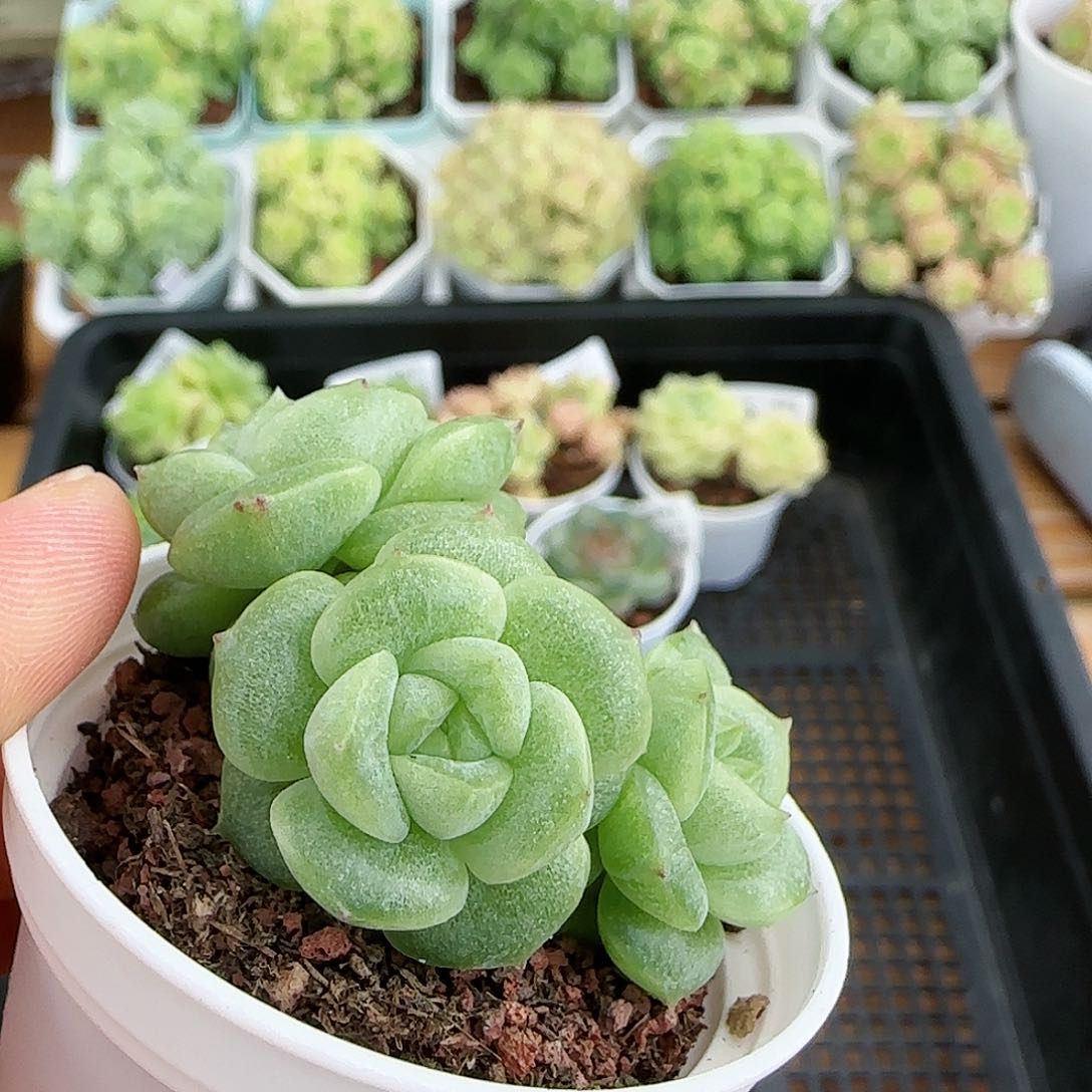 【闪购商品】0817-98圆脸花朵麦杆