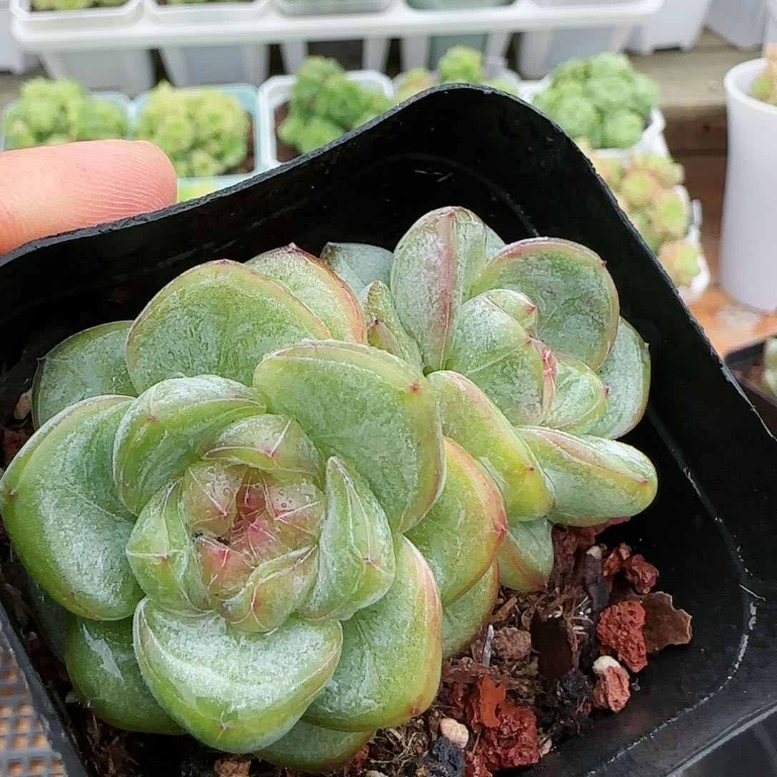 【闪购商品】0818-181星星珍妮