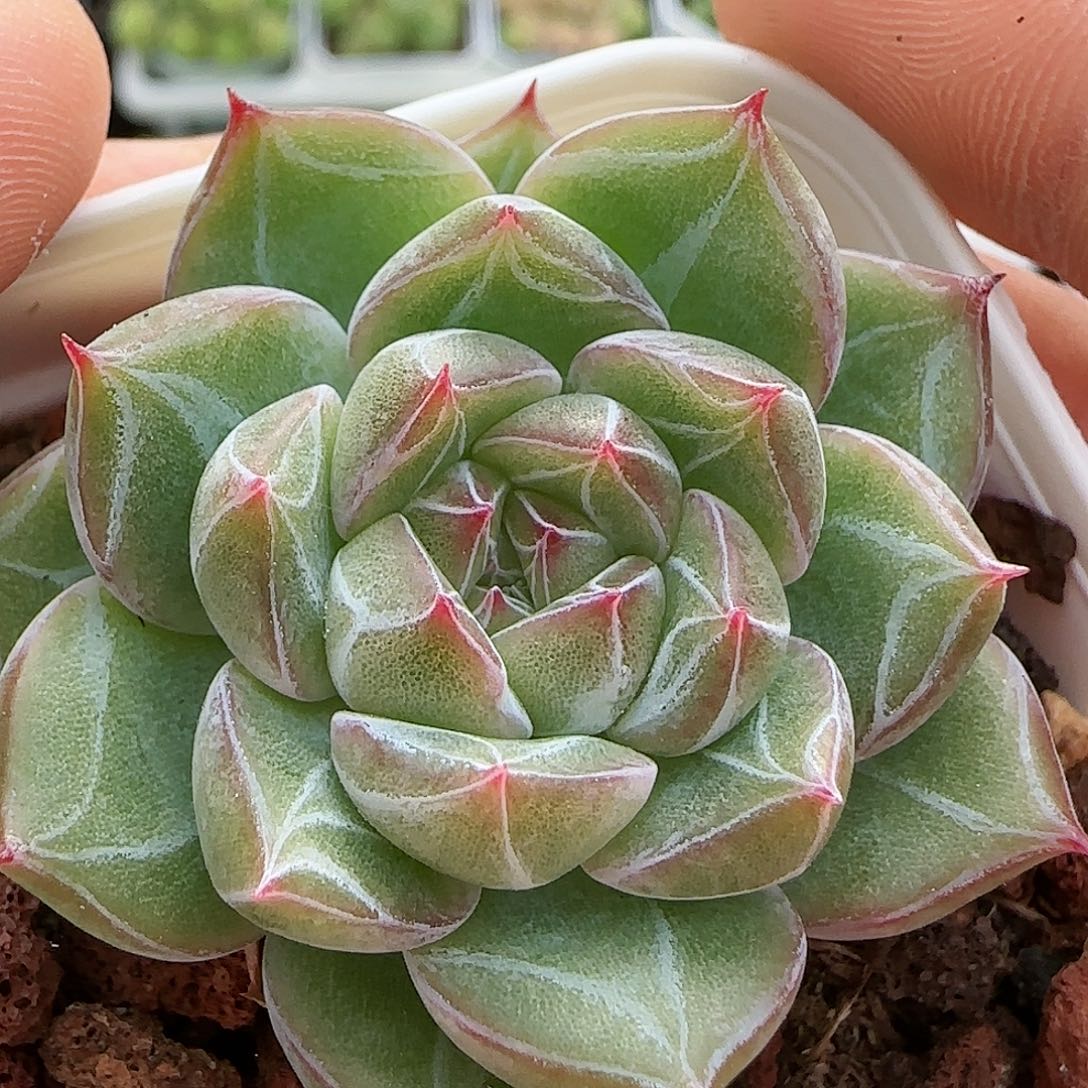 【闪购商品】0827-39雪花珍妮