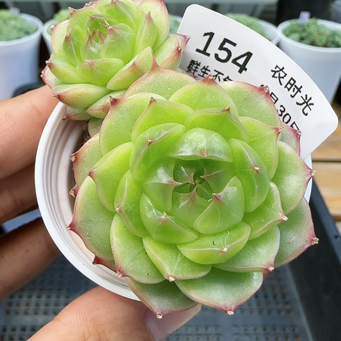 【闪购商品】0830-154海王