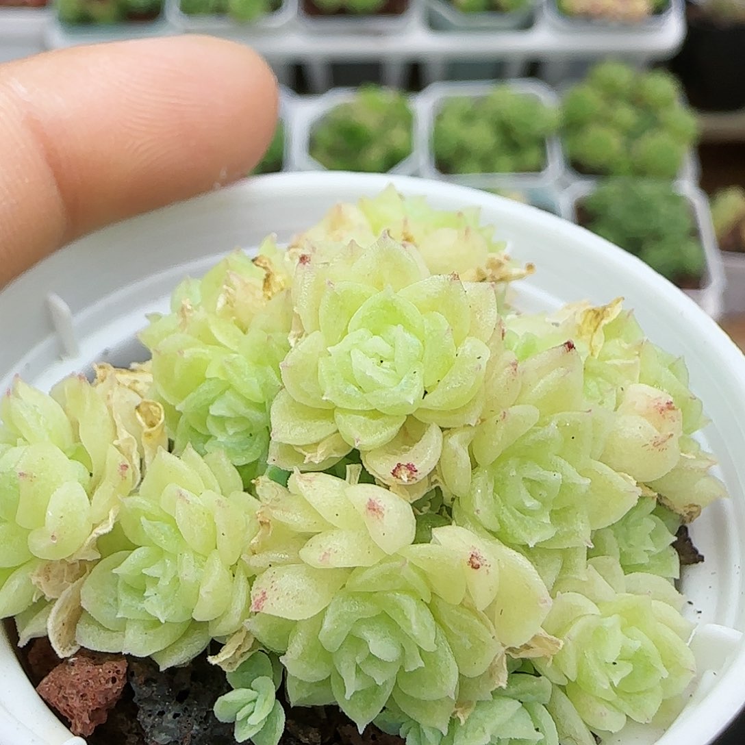 [闪购商品]0731-5珠光麦杆