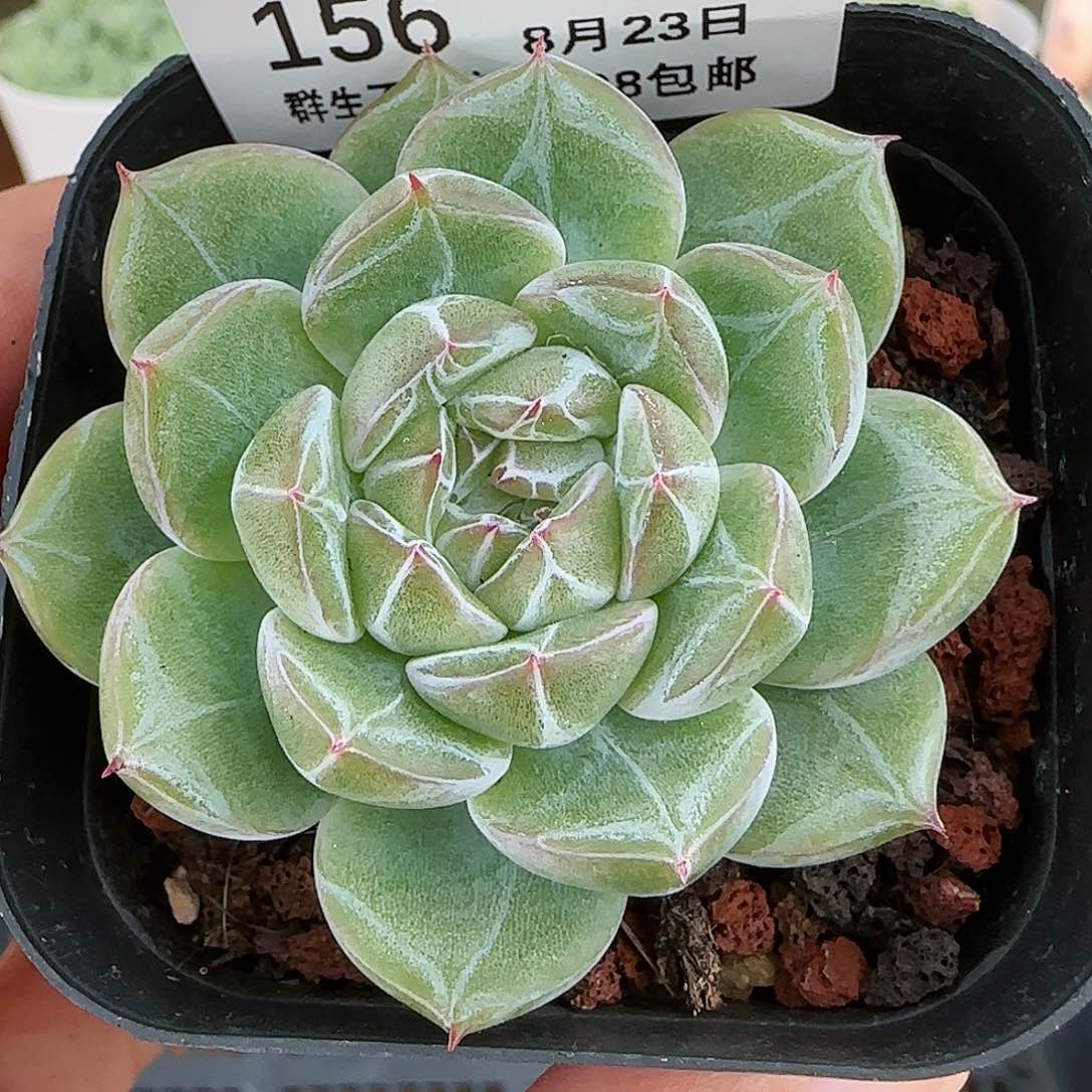 【闪购商品】0823-156雪花珍妮