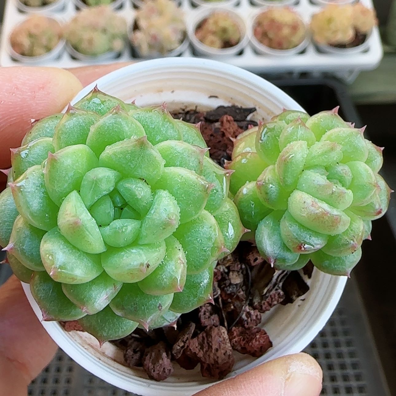【闪购商品】红陶15cm以下0130-110水鬼
