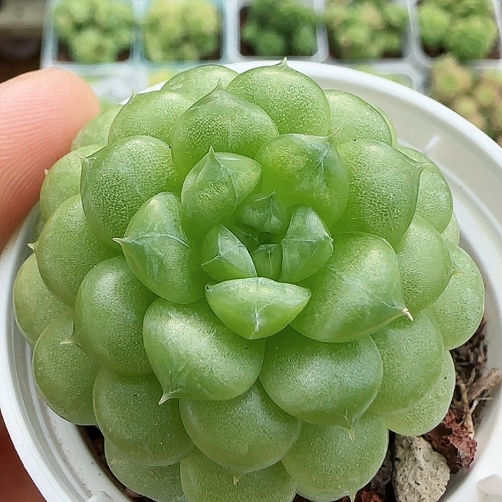 【闪购商品】0819-81水鬼