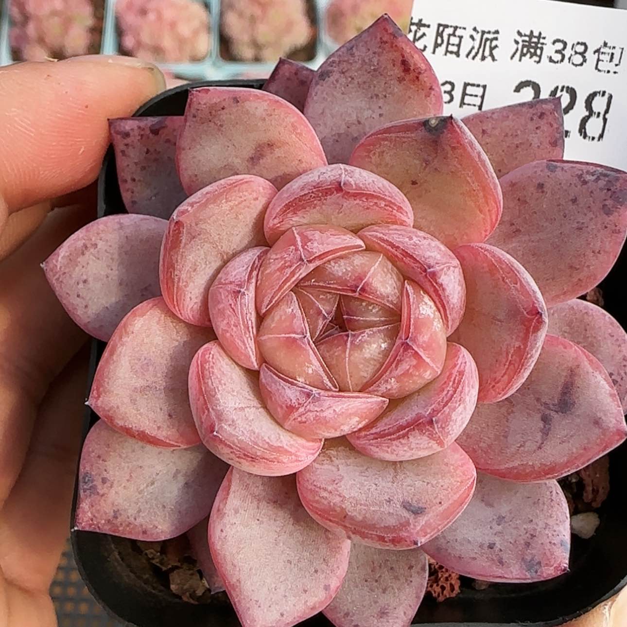 【闪购商品】0203-228星星珍妮