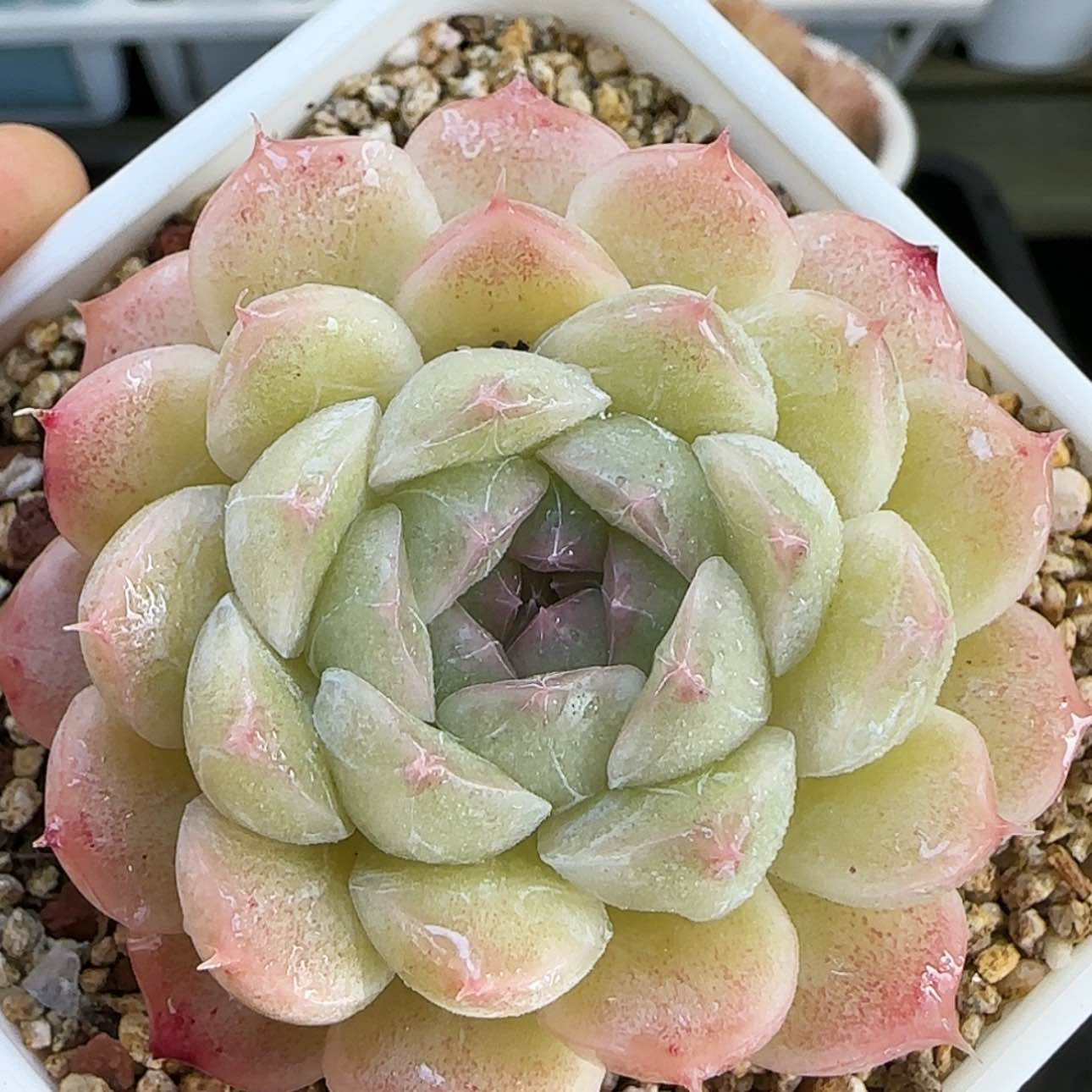 【闪购商品】红陶15cm以下0205-156钻石纹包子麦杆
