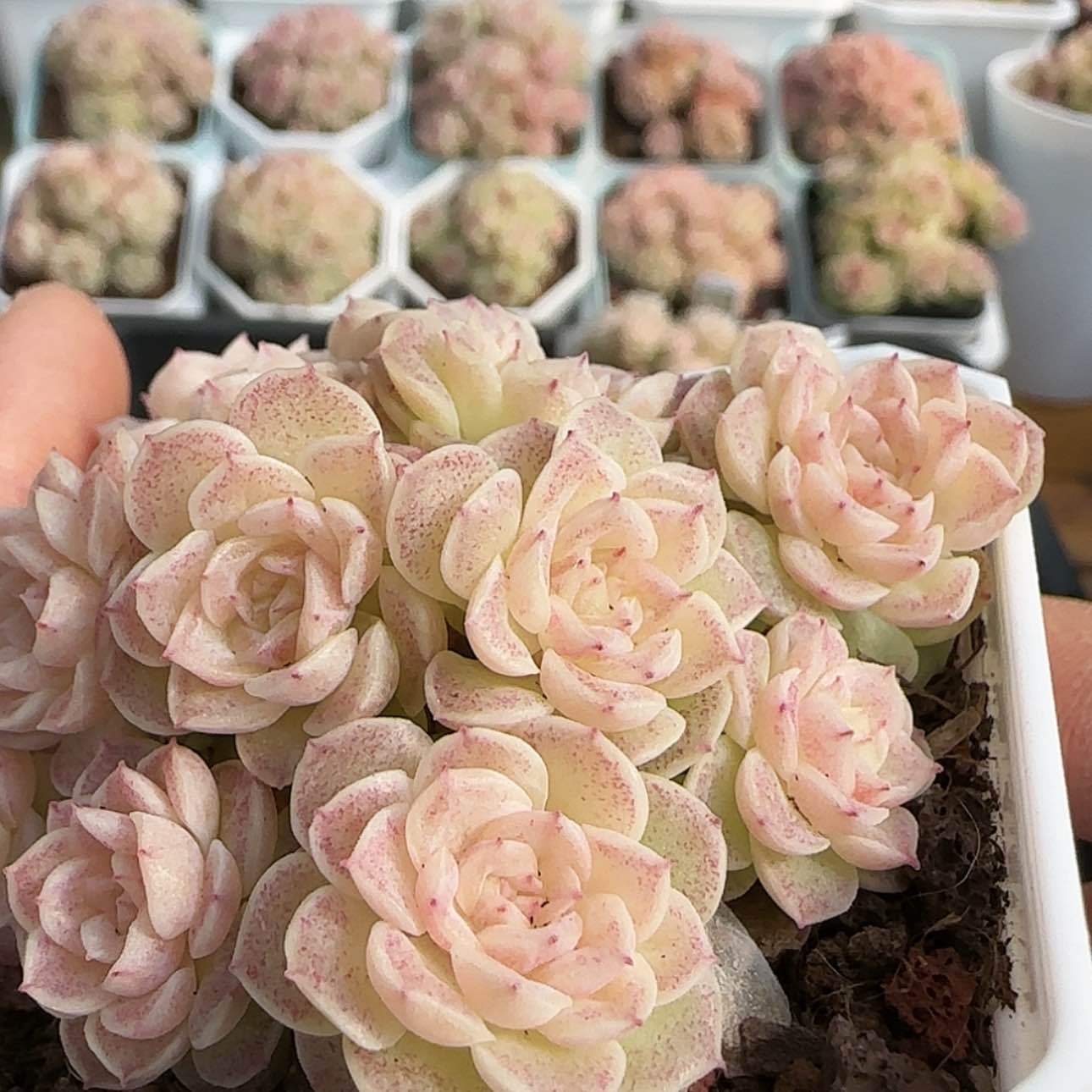 【闪购商品】摘**.0113-135优选麦杆