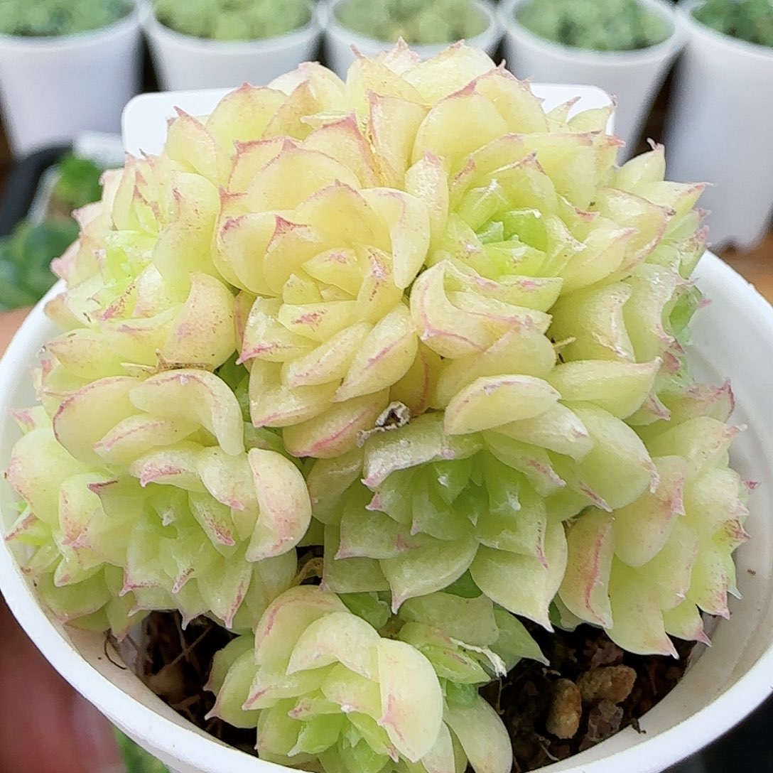 【闪购商品】0828-146边线麦杆