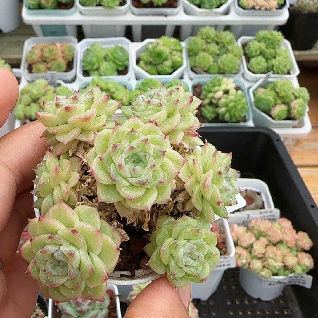 【闪购商品】0729-15花朵麦杆