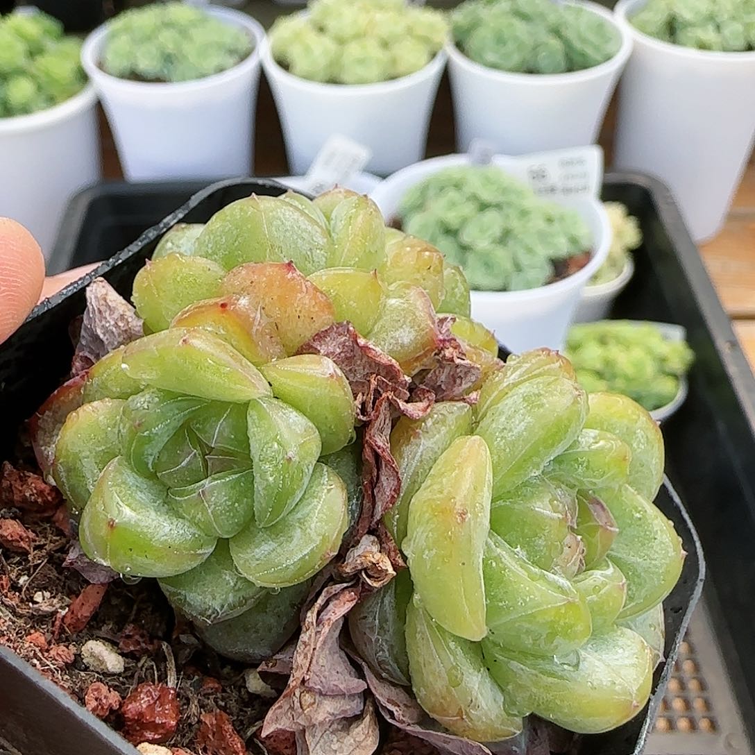 【闪购商品】0827-68星星珍妮