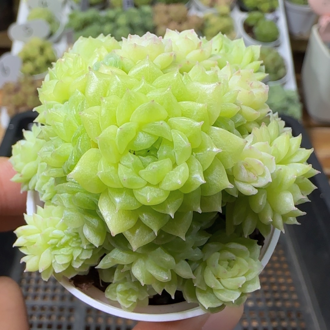 【闪购商品】0925-201珠光麦杆