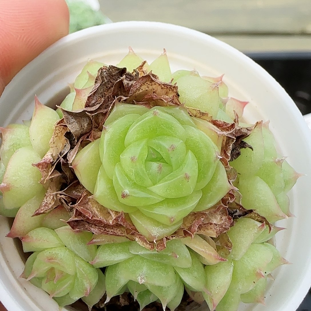 【闪购商品】0816-98玉透麦杆
