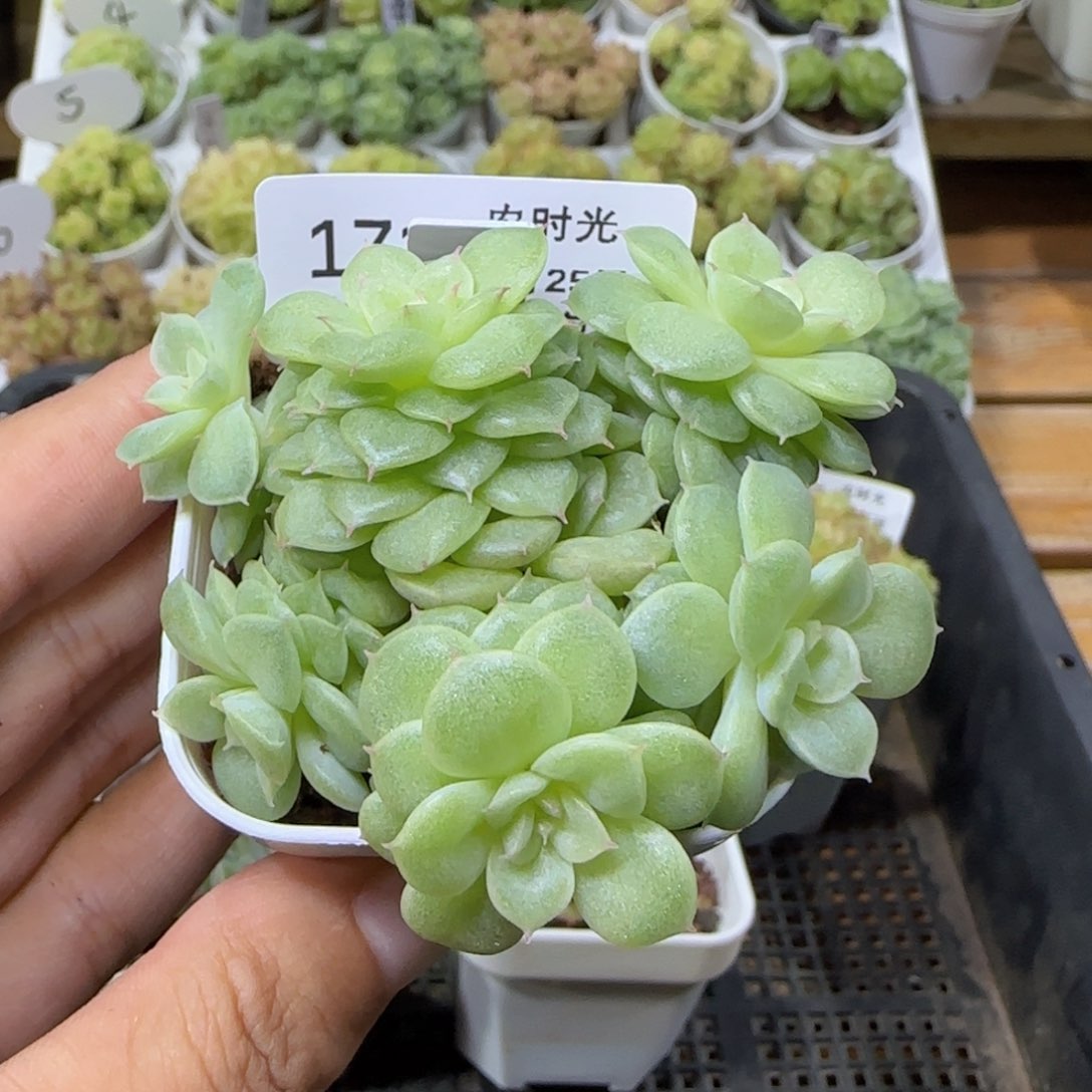 【闪购商品】0925-171初心