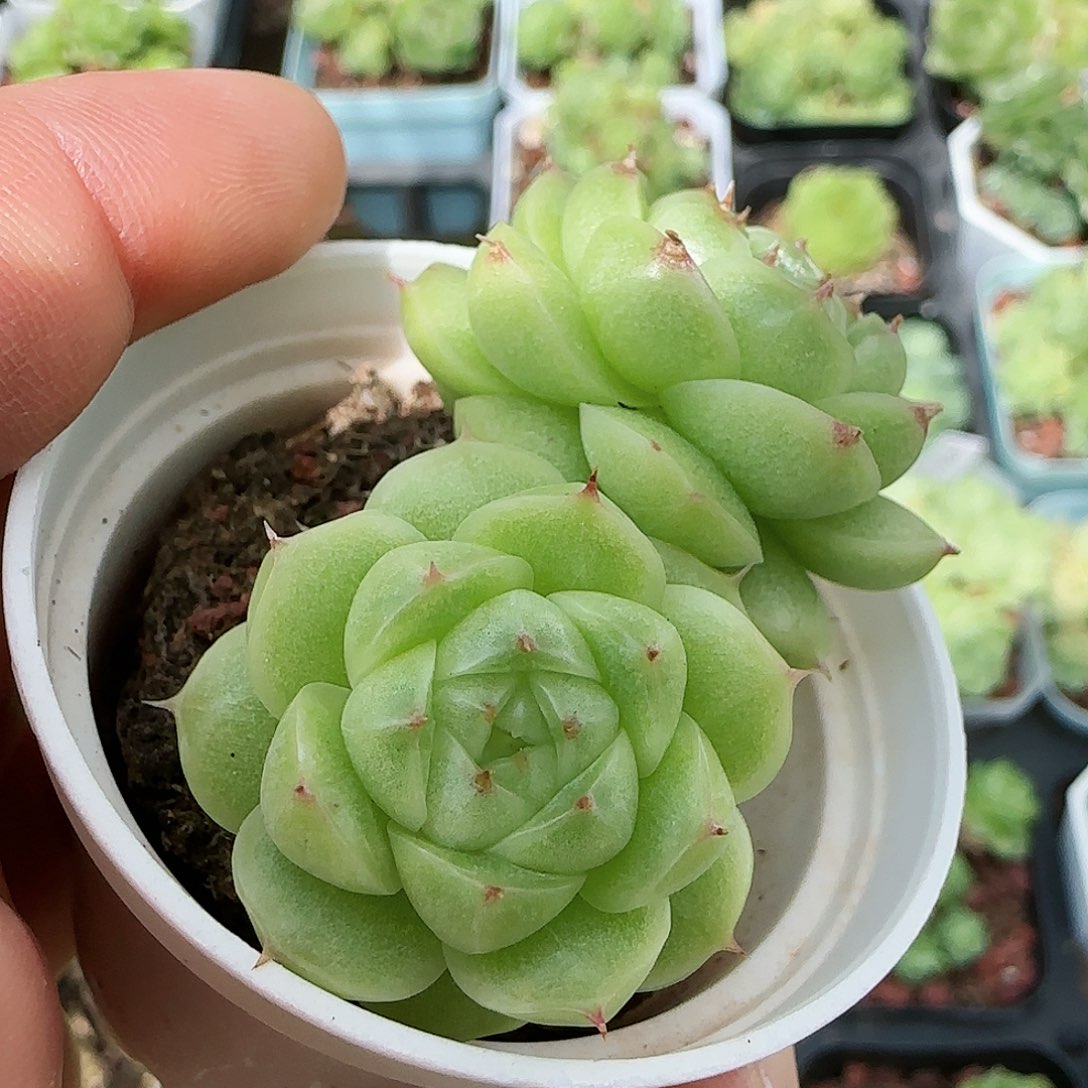 【闪购商品】0824-95包子麦杆