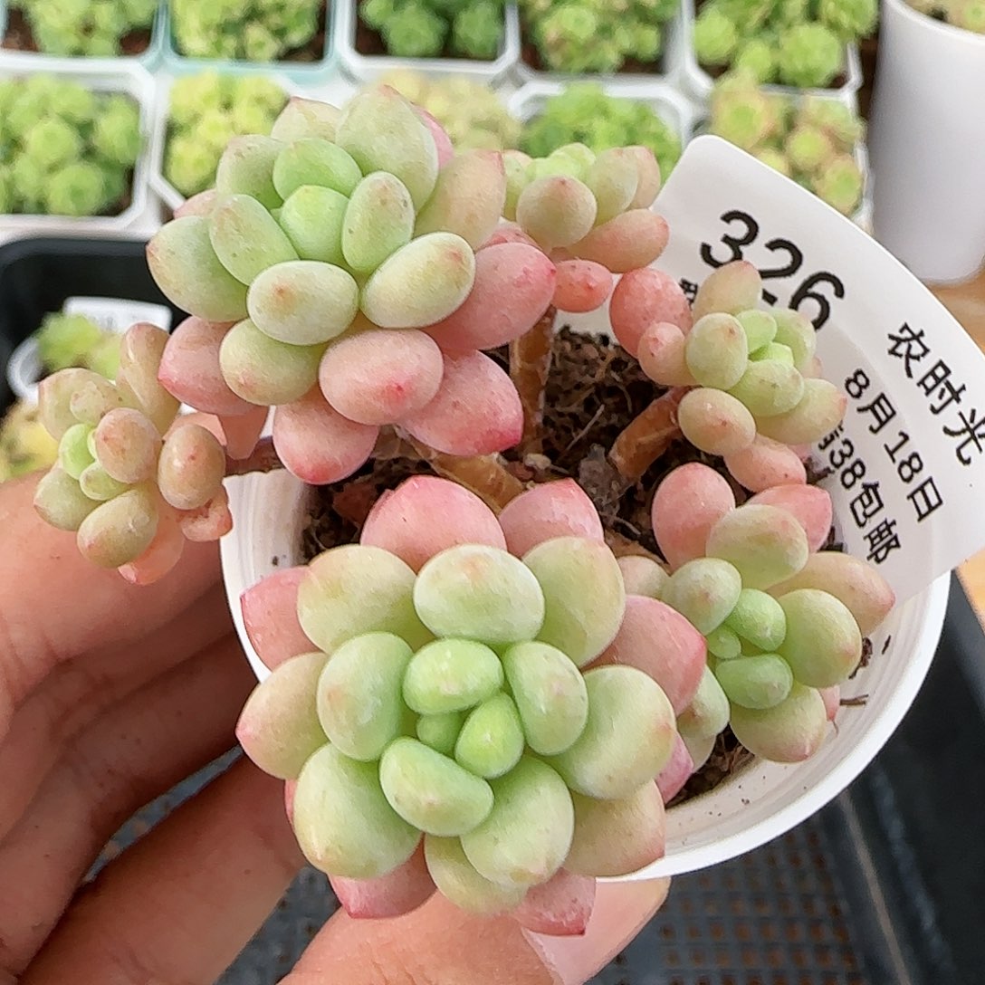 【闪购商品】0818-326洛可可